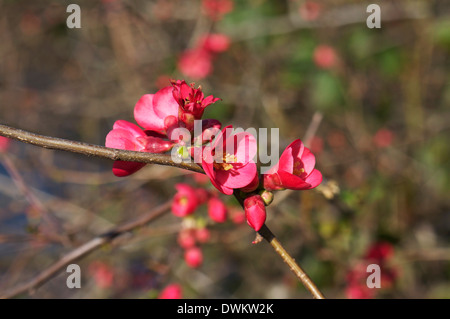 Bergenia Cordifolia Frühlingsblumen Stockfoto