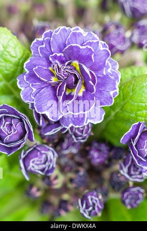 Primula Belarina "Amethyst Ice" Stockfoto