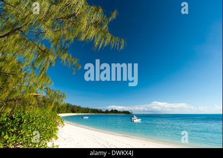 Denis Island, Seychellen, Indischer Ozean, Afrika Stockfoto