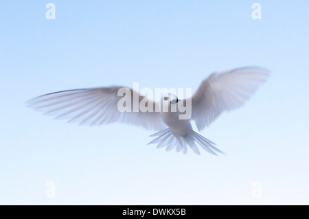 Weiß-Seeschwalbe (Gygis Alba), Denis Island, Seychellen, Indischer Ozean, Afrika Stockfoto