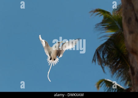 White-tailed Tropicbird (Phaethon Lepturus), Fregate Island, Seychellen, Indischer Ozean, Afrika Stockfoto