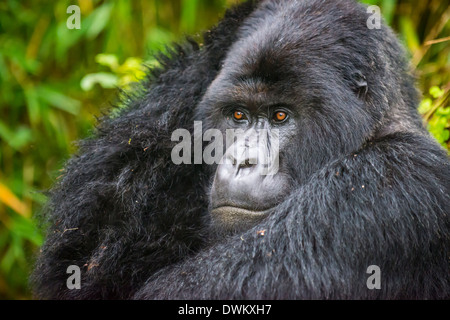 Berggorillas (Gorilla Beringei Beringei), Virunga-Nationalpark, Ruanda, Afrika Stockfoto