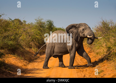 Afrikanischer Elefant (Loxodonta Africana), Murchison Falls National Park, Uganda, Ostafrika, Afrika Stockfoto