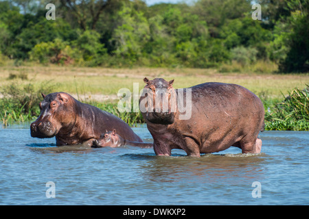 Flusspferd (Hippopotamus Amphibius), Murchison Falls National Park, Uganda, Ostafrika, Afrika Stockfoto
