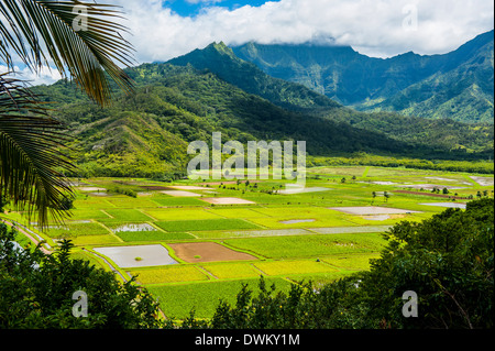 Taro-Felder in der Nähe von Hanalei auf der Insel Kauai, Hawaii, Vereinigte Staaten von Amerika, Pazifik Stockfoto