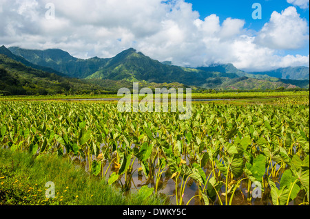 Taro-Felder in der Nähe von Hanalei auf der Insel Kauai, Hawaii, Vereinigte Staaten von Amerika, Pazifik Stockfoto