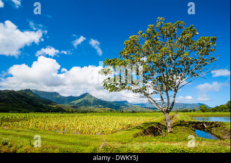 Taro-Felder in der Nähe von Hanalei auf der Insel Kauai, Hawaii, Vereinigte Staaten von Amerika, Pazifik Stockfoto