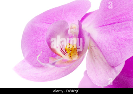 Makrofoto des rosa Orchidee Blume isoliert auf weiss Stockfoto