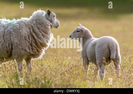 Schaf und Lamm Stockfoto