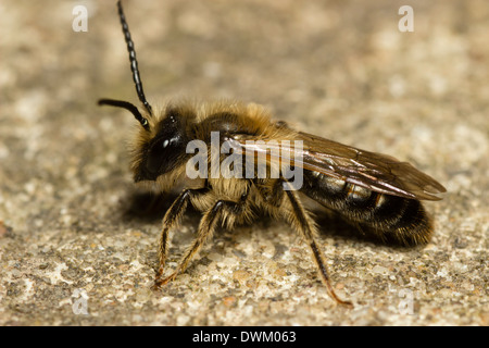 Männliche Tawny Mining Bee, Andrena fulva Stockfoto