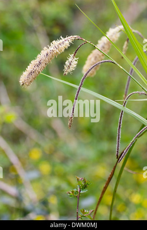 Wind befruchteten Blüte Spike von der ornamentalen aber invasive Segge, Carex Pendel Stockfoto