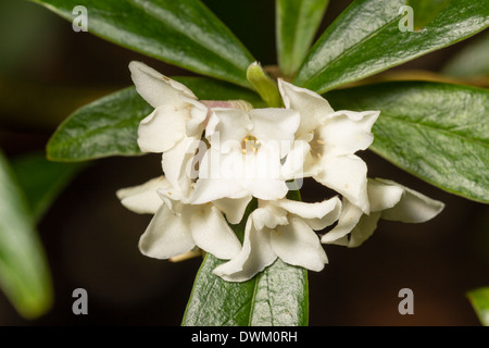 Nahaufnahme von stark duftenden weißen Form von Daphne Bholua 'Alba' Stockfoto