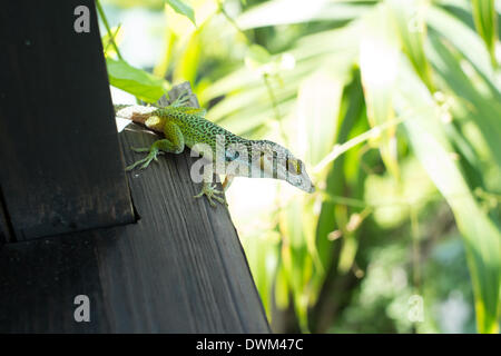 Ein Gecko sitzt auf einem Geländer auf der Insel Antigua. -Oktober 2013. Stockfoto