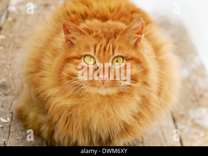 Rote behaarte Tabbykatze auf Holztreppen Stockfoto