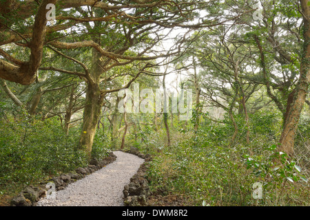 Muskatnuss Waldpark in Jeju Insel, genannt Bijarim in Koreanisch Stockfoto