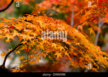 Leuchtende Herbst-Farben mit Japan traditionelle Gebäude neben der ersten Hälfte des Weges zum Mino Wasserfall, Osaka, Japan Stockfoto