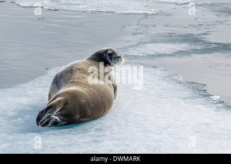 Erwachsenen bärtigen Siegel (Erignathus Barbatus) holte auf Eis in Lancaster Sound, Nunavut, Kanada, Nordamerika Stockfoto