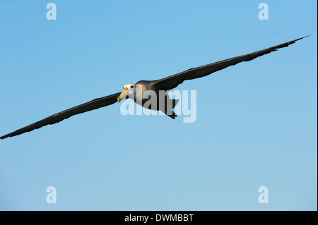 Winkte Albatross (Phoebastria Irrorata) im Flug, Insel Hispanola, Galapagos, Ecuador, Südamerika Stockfoto