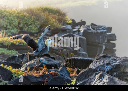 Albatros (Phoebastria Irrorata), winkte Hispanola Insel, Galapagos, UNESCO World Heritage Site, Ecuador, Südamerika Stockfoto