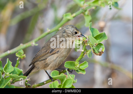 Laubsänger Finch (Certhidea Olivacea), Genovesa Island, Galapagos, UNESCO World Heritage Site, Ecuador, Südamerika Stockfoto