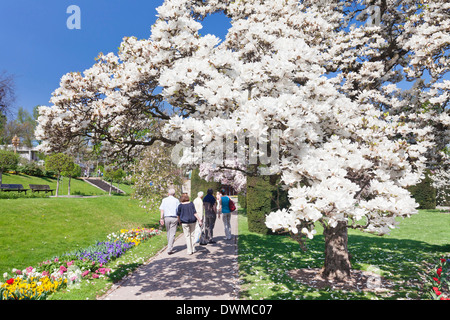 Magnolien blühen im Frühjahr, maurischen Garten, Wilhelma Zoo und botanische Gärten, Stuttgart, Baden-Württemberg, Deutschland, Europa Stockfoto