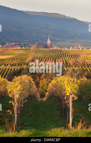 Blick über Weinberge, Wein Dorf Burrweiler im Herbst, Deutsche Weinstraße, Pfalz, Rheinland-Pfalz, Deutschland, Europa Stockfoto