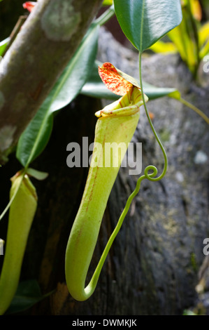 Oberen Krug die fleischfressende Kannenpflanze (Nepenthes Faizaliana) endemisch in Sarawak, Borneo, Malaysia, Südostasien, Asien Stockfoto