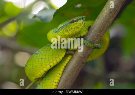 Wagler Grubenotter (Tropidolaemus Wagleri) fand eine giftige grüne Grubenotter in ganz Südost-Asien, Sarawak, Borneo, Malaysia Stockfoto