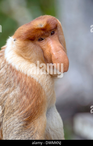 Dominanten männlichen Nasenaffe (Nasalis Larvatus), Labuk Bay Proboscis Monkey Sanctuary, Sabah, Borneo, Malaysia, Südost-Asien Stockfoto