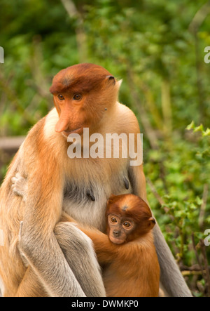 Weibliche Nasenaffe (Nasalis Larvatus) im Baum mit Baby, Labuk Bay Proboscis Monkey Sanctuary, Sabah, Borneo, Malaysia Stockfoto