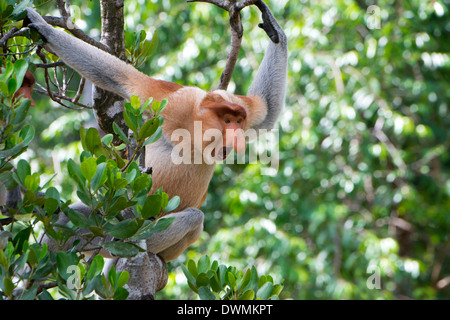 Dominanten männlichen Nasenaffe (Nasalis Larvatus), Labuk Bay Proboscis Monkey Sanctuary, Sabah, Borneo, Malaysia, Südost-Asien Stockfoto