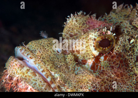 Steinfisch (Synanceia verzweigt) ist extrem giftig, Celebes-See, Sabah, Malaysia, Südostasien, Asien Stockfoto