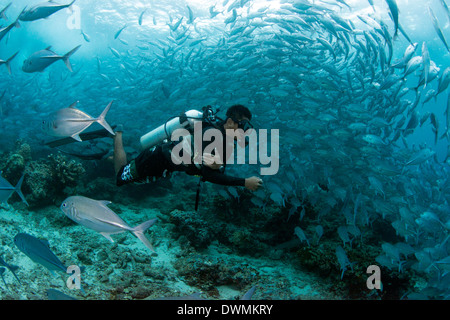 Taucher Tauchen mit Bigeye Trevally (Caranx Sexfasciatus) auf der Insel Sipadan, Celebes-See, Sabah, Malaysia Stockfoto