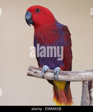 PAPAGEI ECLECTUS WEIBLICH Stockfoto