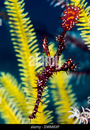 Reich verzierte Geisterpfeifenfische (Solenostomus Paradoxus), Celebes-See, Sabah, Malaysia, Südost-Asien Stockfoto