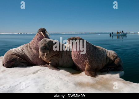 Walross (Odobenus Rosmarus) holte auf Packeis zum Ausruhen und Sonnen, Foxe Basin, Nunavut, Kanada, Nordamerika Stockfoto