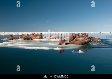 Walross (Odobenus Rosmarus) holte auf Packeis zum Ausruhen und Sonnen, Foxe Basin, Nunavut, Kanada, Nordamerika Stockfoto