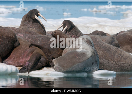 Walross (Odobenus Rosmarinus) Weibchen mit Baby holte auf Packeis zum Ausruhen und Sonnen, Foxe Basin, Nunavut, Kanada Stockfoto