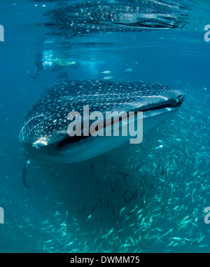 Wissenschaftler und Walhai (Rhincodon Typus) ernähren sich von Zooplankton, Yum Balam Marine Protected Area, Quintana Roo, Mexiko Stockfoto