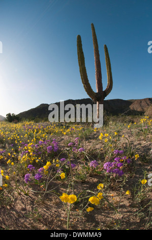 Gigantischen Cardon Kaktus (Pachycereus Pringlei) (Kardanwelle) ist eine Art von Kaktus in nordwestlichen Mexiko, Nordamerika beheimatet Stockfoto