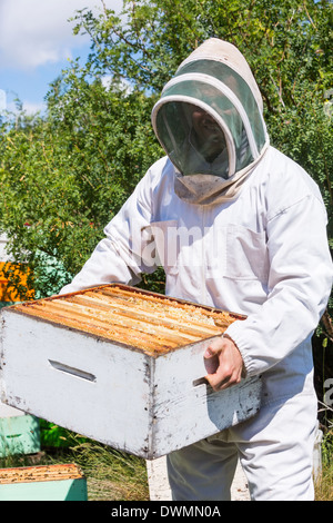 Männliche Imker mit Waben-Box am Bienenstand Stockfoto