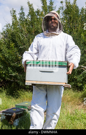 Männliche Imker mit Waben-Box Stockfoto