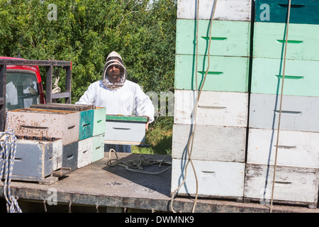 Imker Waben Kiste In LKW laden Stockfoto