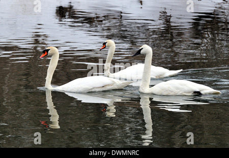 Stumm und Trumpeter Schwäne.  Cygnus Olor / Cygnus Buccinator Stockfoto