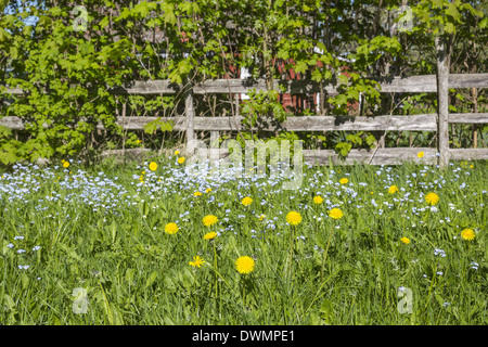 Vergiss mich nicht Blumen in der Wiese durch einen Zaun Stockfoto