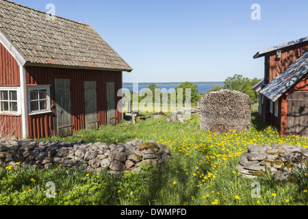 Blühenden Löwenzahn im verwilderten Garten auf dem Bauernhof Stockfoto