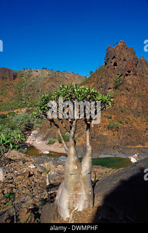 Stieg der Wüste (Adenium Obesum SSP. Sokotranum), Dihamri Strand, Insel Sokotra, Jemen, Nahost Stockfoto