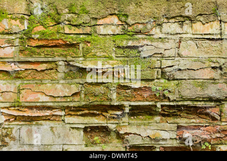 Moos bedeckt zerbröckelnden Wand Hintergrundtextur Stockfoto