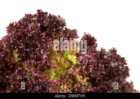 Isoliert, frischen Lollo Rosso (Batavia Salat) Salat. Stockfoto