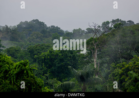 Morgennebel in dichten tropischen Regenwald, Yasuni, Ecuador Stockfoto